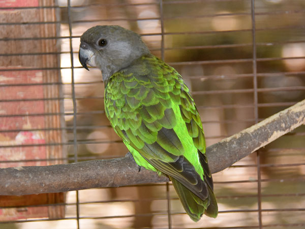 チャガシラハネナガインコ