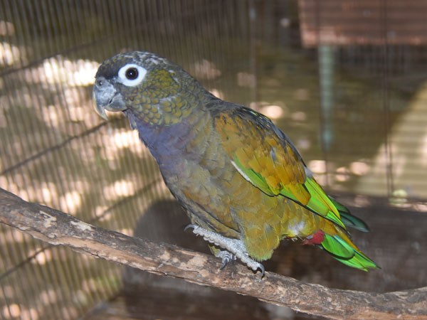 アケボノインコモドキ