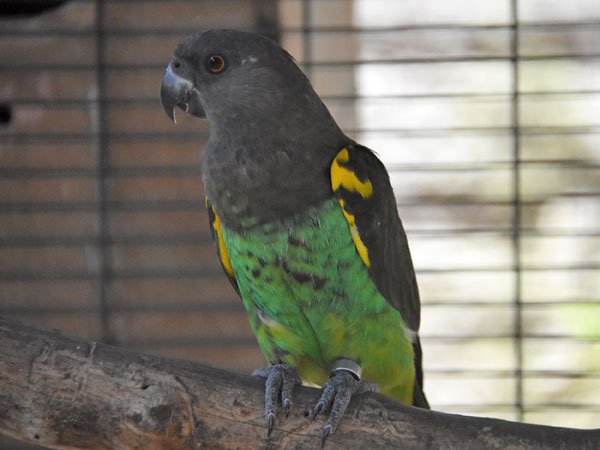 ムラクモインコ