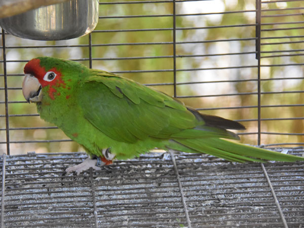 ベニガオメキシコインコ