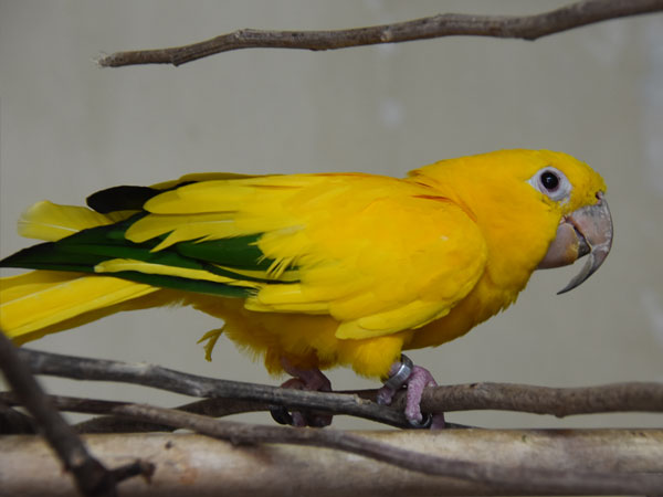 ニョオウインコ