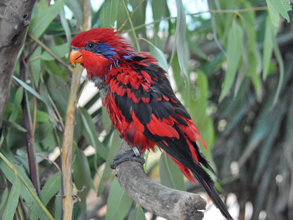 アオスジヒインコ