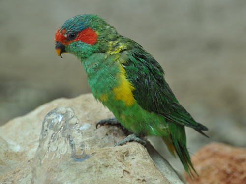ジャコウインコ