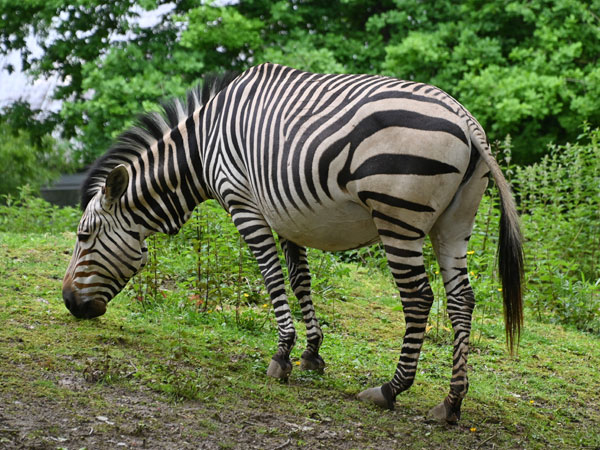 ハートマンヤマシマウマ