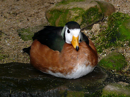 アフリカマメガン