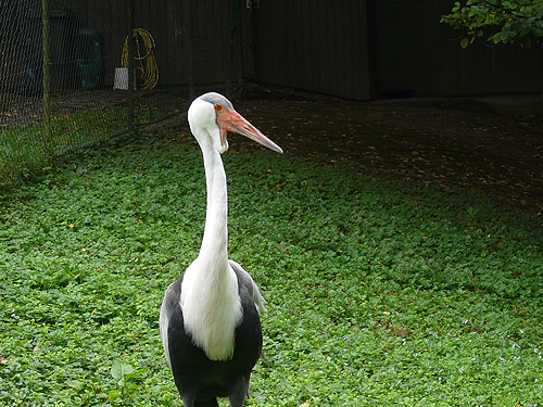 ホオカザリヅル（Bugeranus carunculatus）