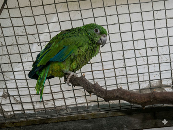 ハシグロボウシインコ