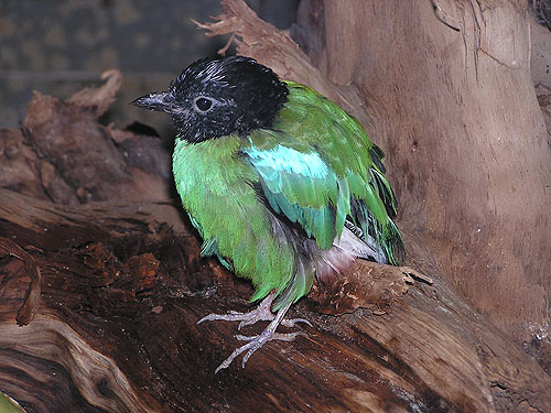ズグロヤイロチョウ