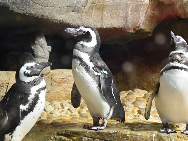 マゼランペンギン