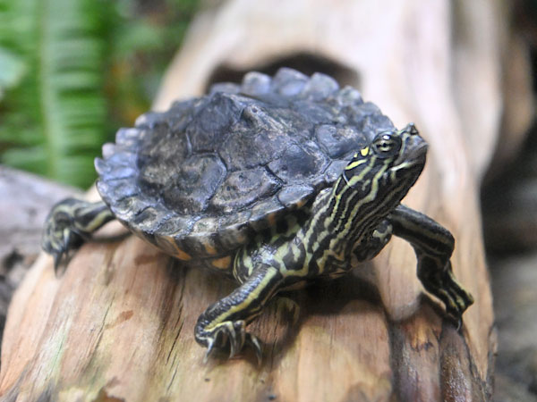ワモンチズガメ