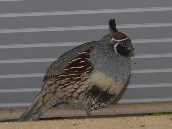 ズアカカンムリウズラ