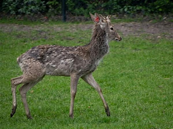 ハナジカ