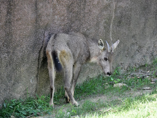 チュウゴクゴーラル
