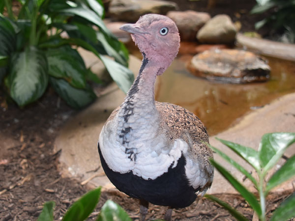 キタカンムリショウノガン