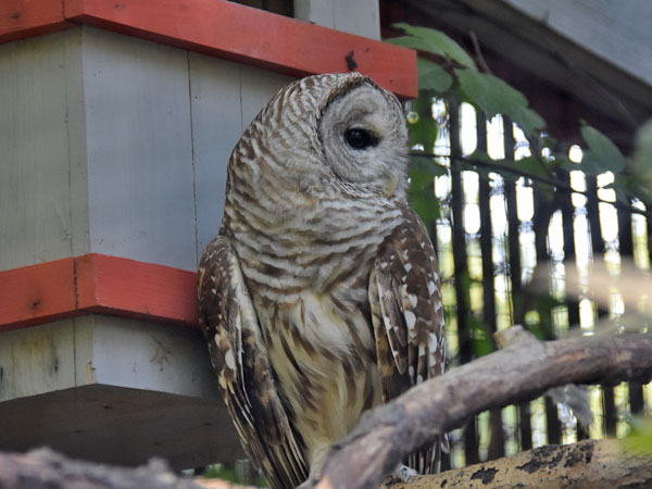 アメリカフクロウ