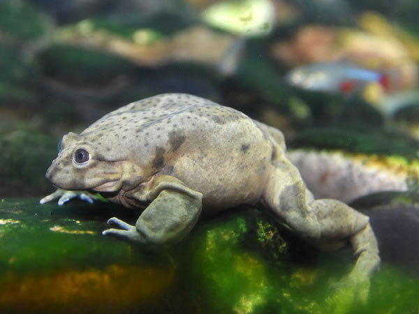 チチカカミズガエル