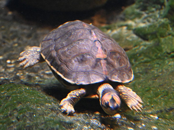 テクタセタカガメ