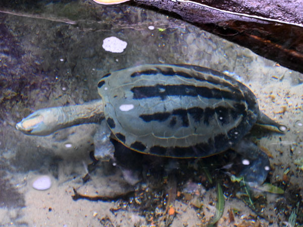 カラグールガメ