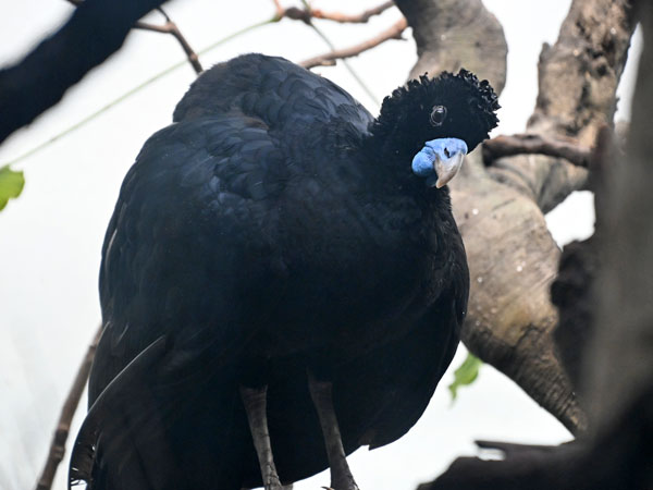 アオコブホウカンチョウ