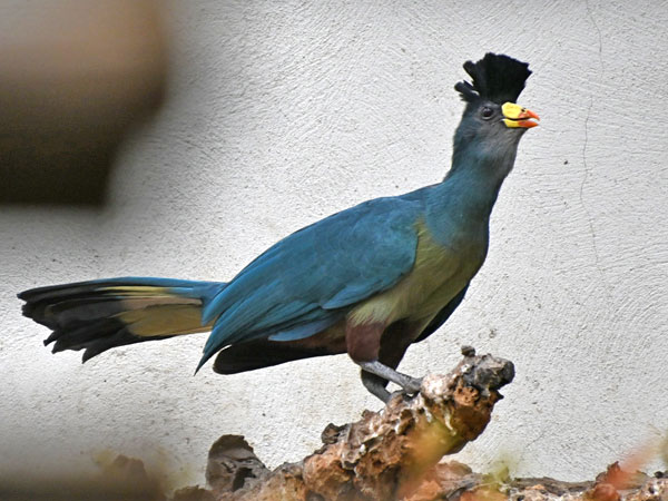 カンムリエボシドリ（Corythaeola cristata）