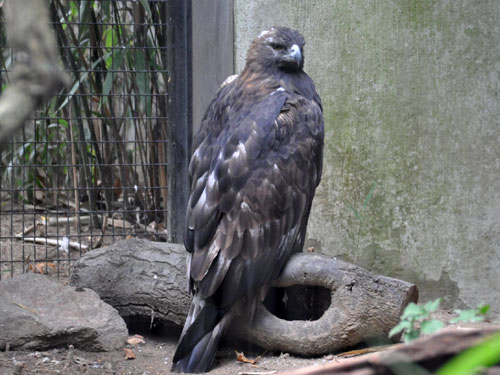 イヌワシ（Aquila chrysaetos canadensis）