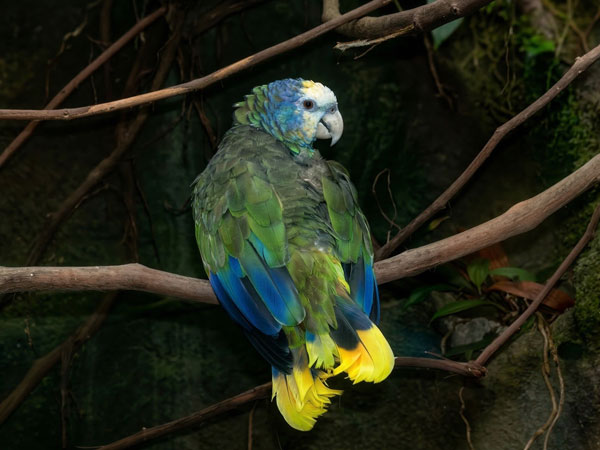 オウボウシインコ