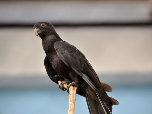 コクロインコ