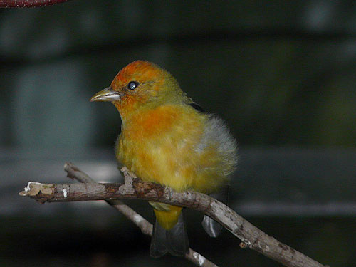 アカフウキンチョウ