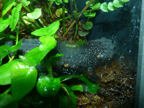 イボイモリ（Echinotriton andersoni）
