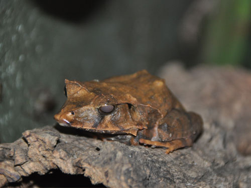 ハナトガリガエル