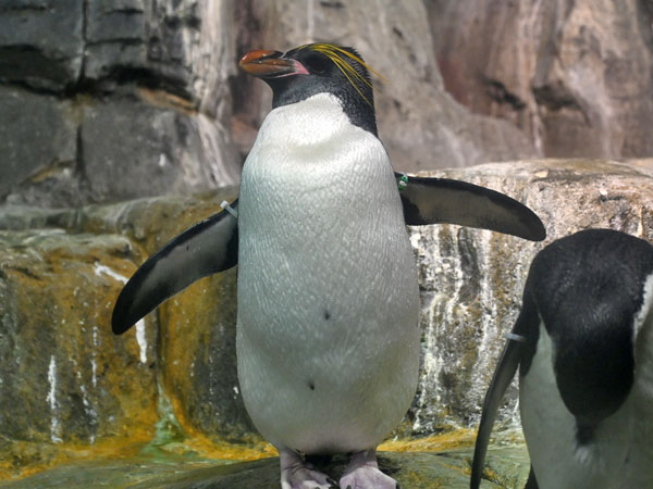 マカロニペンギン
