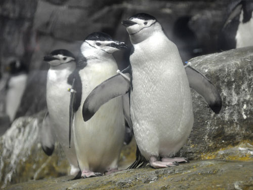 ヒゲペンギン