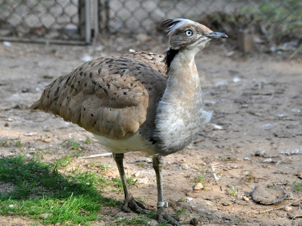 サバクフサエリショウノガン