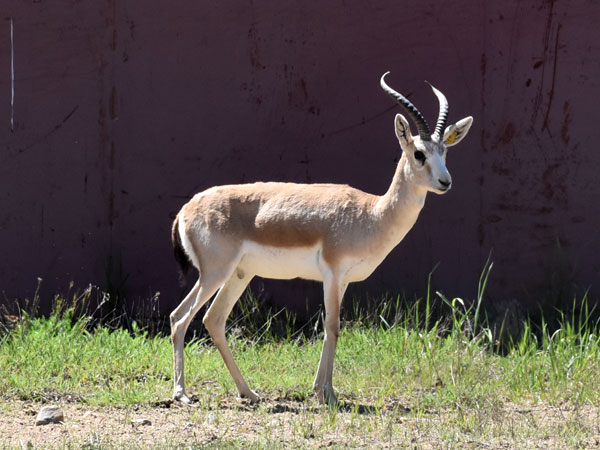 コウジョウセンガゼル