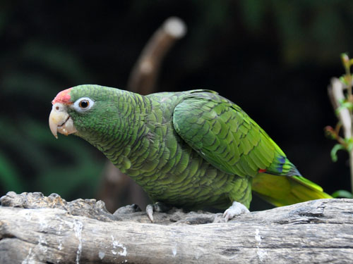 カラカネボウシインコ