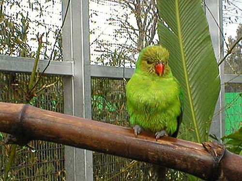ニブイロコセイガイインコ