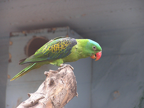 コオオハナインコモドキ