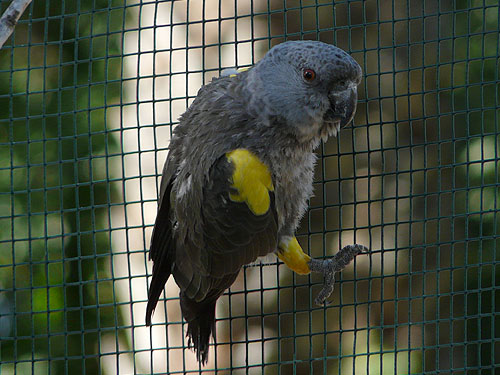 クロクモインコ