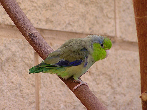 マメルリハシインコ