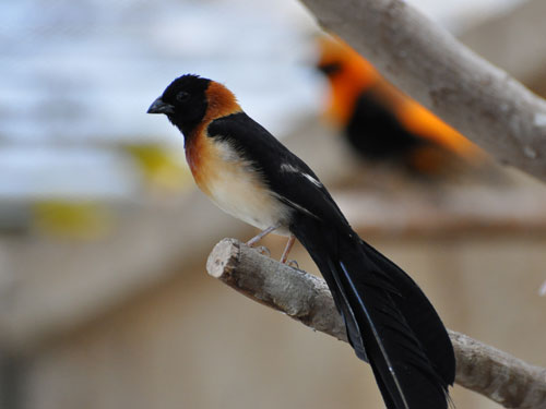 ホウオウジャク
