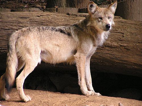 メキシコオオカミ