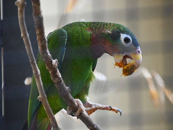 エリマキボウシインコ