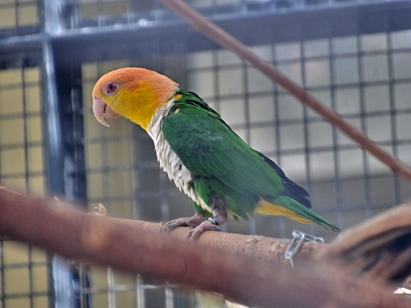 シロハラインコ