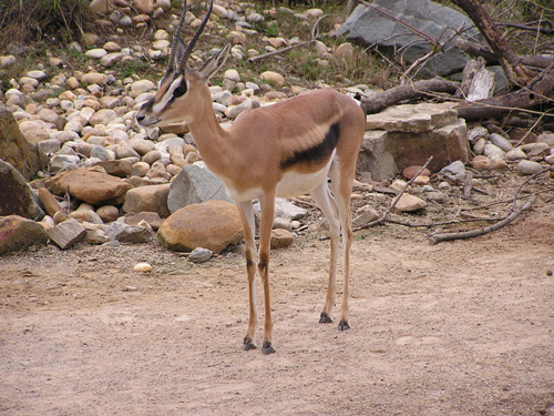 グラントガゼル