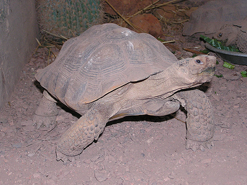 サバクゴファーガメ