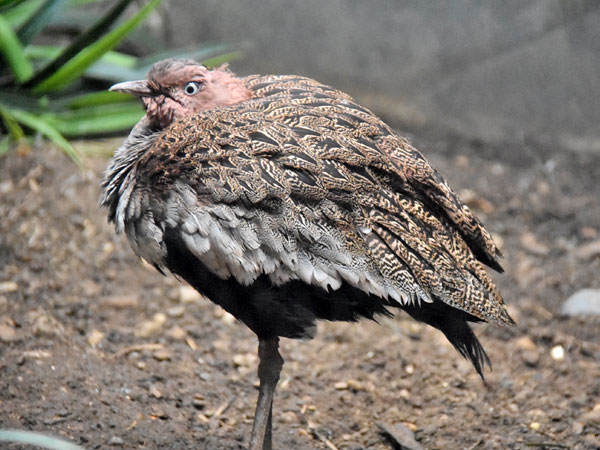 カンムリショウノガン