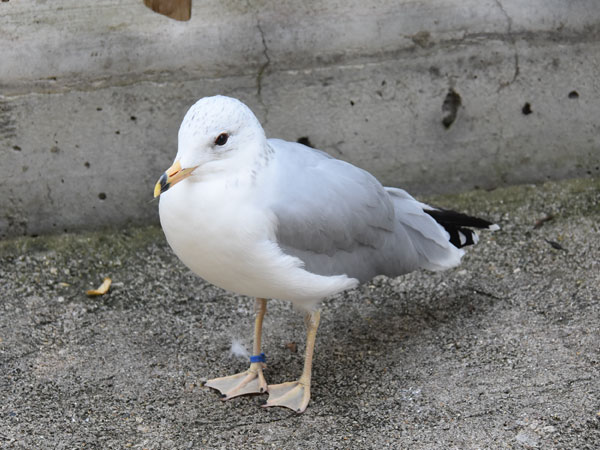 オビハシカモメ