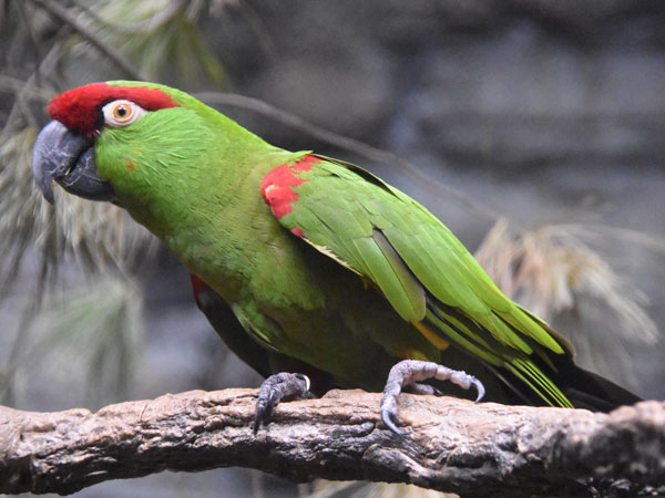 ハシブトインコ