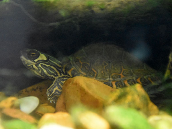 ギボンズチズガメ