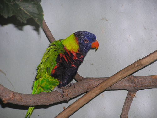ビアクセイガイインコ